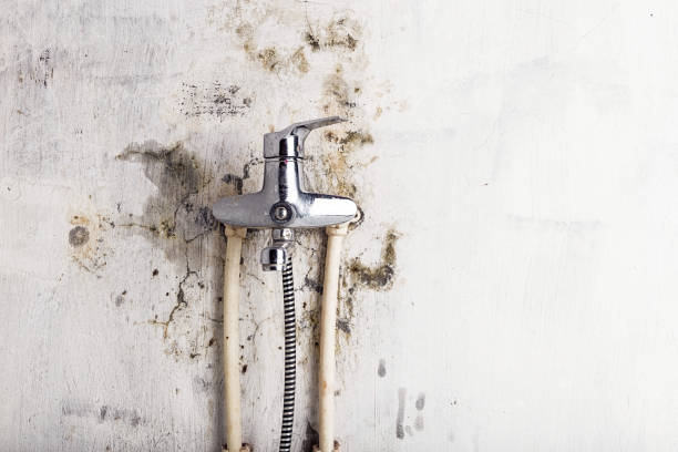 Best Local Mold Removal Service  in Colchester, IL
