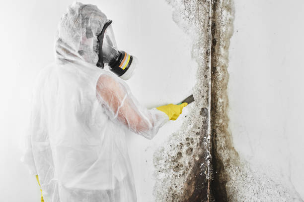 Best Black Mold Removal  in Colchester, IL