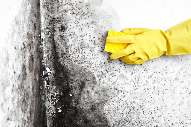 Best Attic Mold Removal  in Colchester, IL
