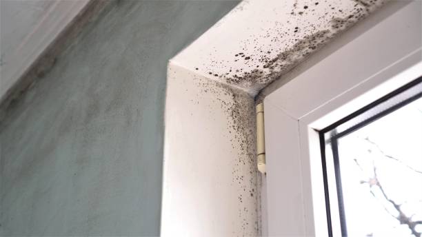 Best Mold Removal Near Me  in Colchester, IL