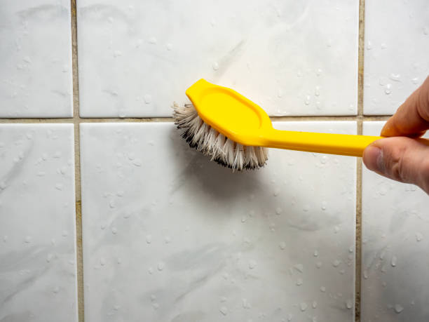 Best Mold Removal Company Near Me  in Colchester, IL