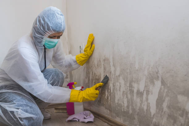 Office Mold Removal Services in Colchester, IL