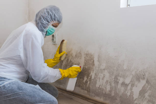 Best Mold Testing  in Colchester, IL