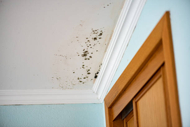 Professional Mold Removal in Colchester, IL