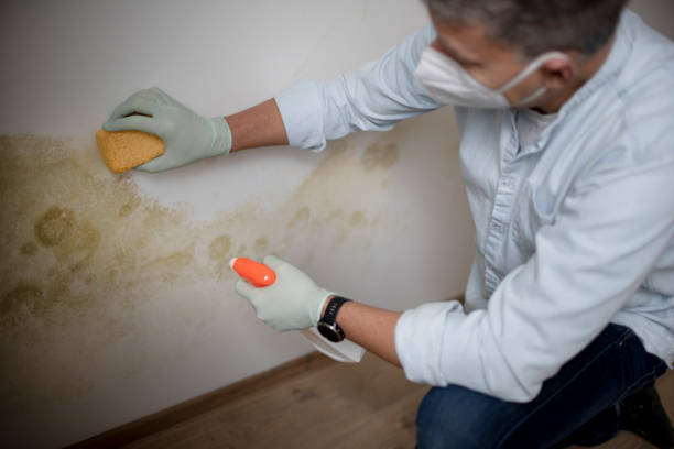 Best Mold Damage Repair  in Colchester, IL