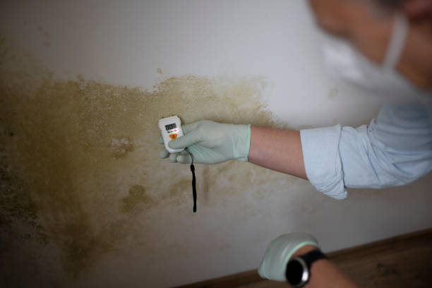 Best Mold Damage Repair  in Colchester, IL