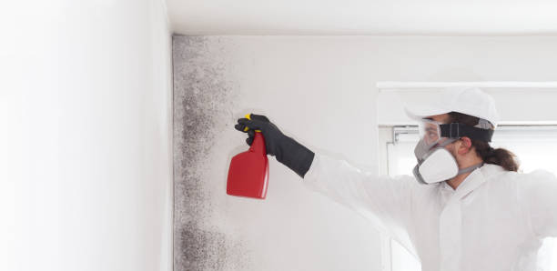 Best Mold Inspection  in Colchester, IL