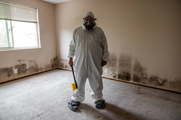 Best Mold Remediation Experts  in Colchester, IL