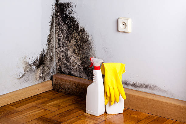 Best Best Mold Removal Companies  in Colchester, IL