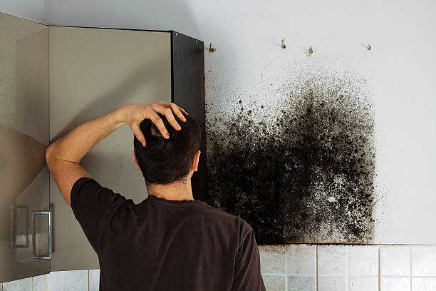 Best Certified Mold Removal  in Colchester, IL