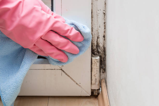 Best Same-Day Mold Removal  in Colchester, IL
